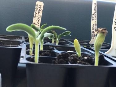 Seedlings 1
